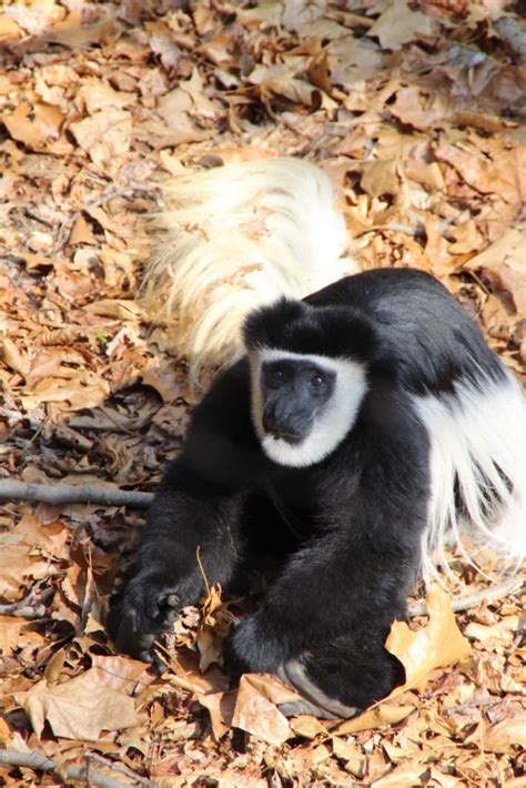 Black And White Colobus Monkey Binder Park Zoo