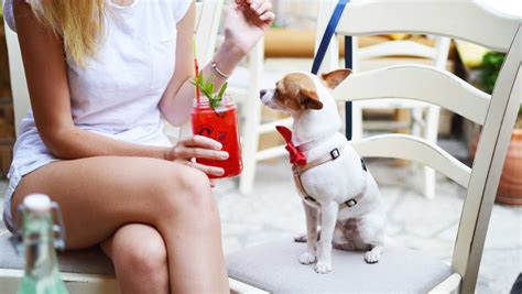 Maybe you would like to learn more about one of these? 3 DOG-FRIENDLY RESTAURANTS IN GILBERT, AZ