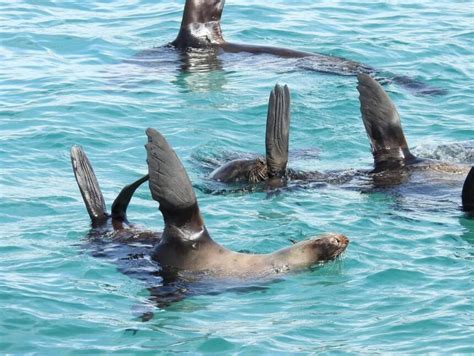 Seal And Dolphin Swim Tours Getpass