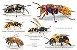 Wasp Names Pictures