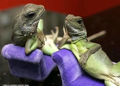 Funny Lizards Images Photos Funny And Cute Animals