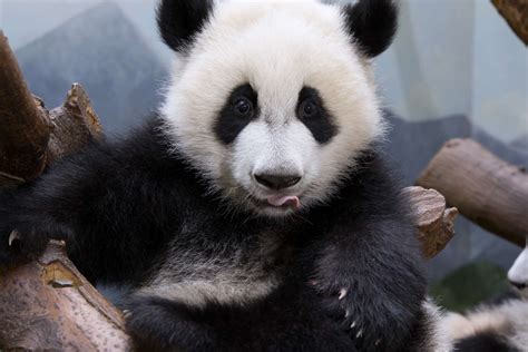 Panda Update Wednesday July 26 Zoo Atlanta