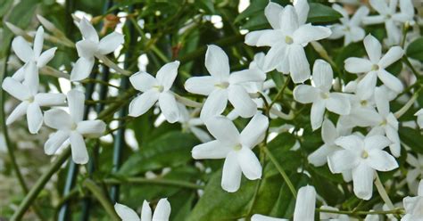 Maybe you would like to learn more about one of these? Echter Jasmin (Jasminum officinale) - Mein schöner Garten