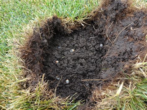 White Grubs Can Damage Your Lawn Green Side Up