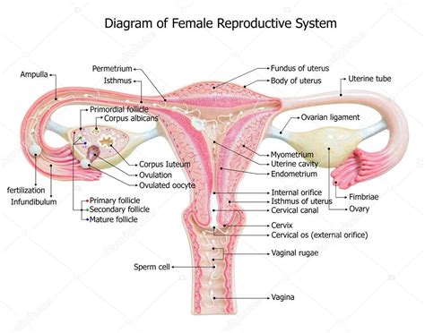 Female Parts Of Reproductive System Male Male Reproductive System