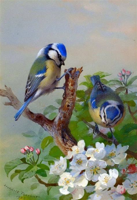 Pin By Mhadmani Admani On Beatiful And Colorful Birds Birds