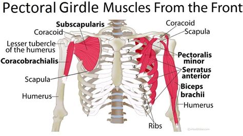 Deep Muscles Of The Back And Muscles Of The Shoulder And Arm Flashcards