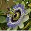Passion Flower  Birds And Blooms