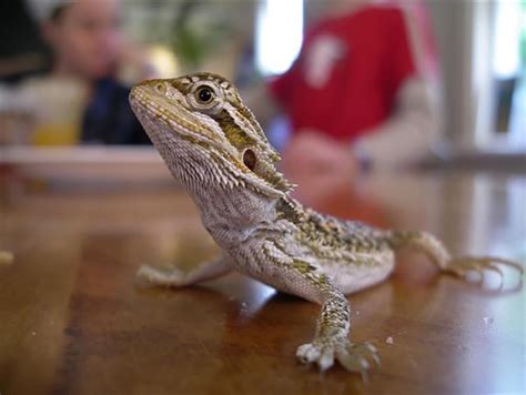 Bearded Dragon Breed Information Costs And Care Guide Uk Pets