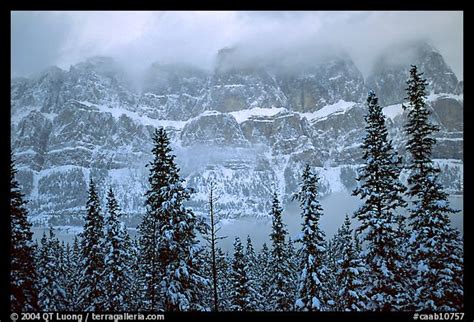 Picturephoto Conifers And Steep Rock Face In Winter Banff National