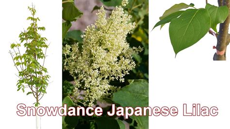 Snowdance Japanese Lilac Youtube