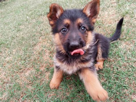 Rehoming 4 Red And Black German Shepherd Puppies The Colony Puppies