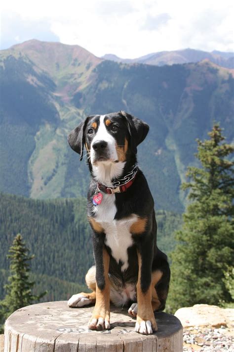Current matches filter results (86). Colorado Mountain Dog | Luna at the top of Aspen Mountain ...