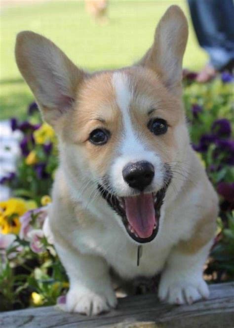 75 Pictures Of Cute Dogs And Puppies Smiling