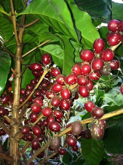 Check spelling or type a new query. Ripe and ready to pick... Coffee Beans on my very own coffee plant... :) | Coffee plant, Coffee ...