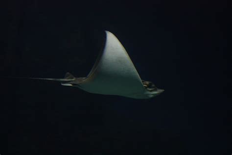 무료 이미지 비행 가오리 척골가 있는 만타 레이 깊은 바다 물고기 연골 어류 광선과 스케이트 4272x2848