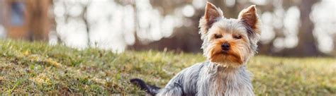Warum hat der yorkshire terrier diese lebenserwartung? Yorkshire Terrier Kaufen | Yorkshire.de