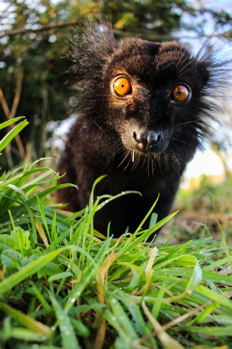 Black Lemur — Peak Wildlife Park