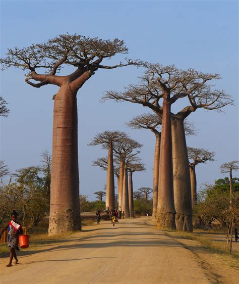 The Baobab: The Mighty Tree of Life Facing Certain Death? - My Wanderlust