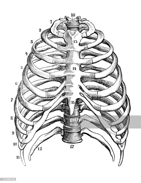 Human Skeleton Rib Cage Anatomy Human Skeleton System Rib Cage