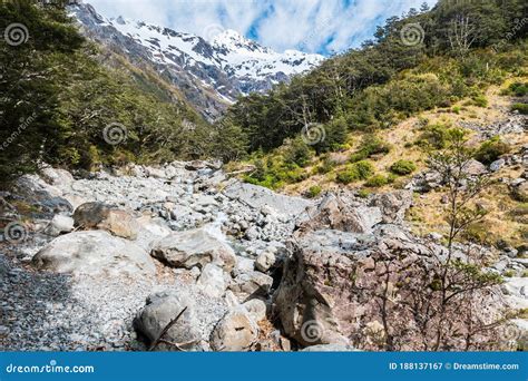 Glacier River Flowing Through Rainforest New Zealand Stock Image