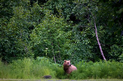 Brown Bear In Alaska Photos By Ron Niebrugge
