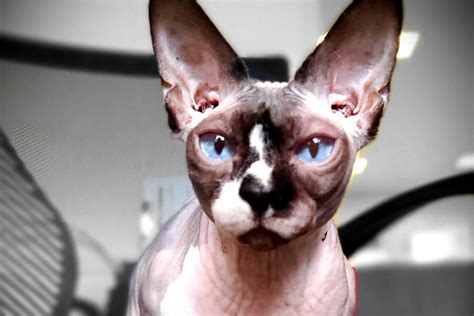 Meditating Sphynx Cat Comforts Clients Affected By Trauma Daily Paws