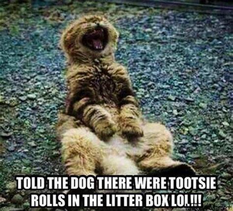 They will love you forever! 24 Funny Animal Memes And Pictures Of The Day - Cute
