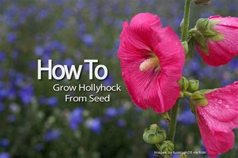 How To Grow Hollyhock From Seed