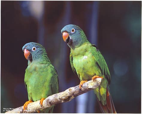 The Blue Crown Conures Are Also Residents At Sarasota Jungle Gardens