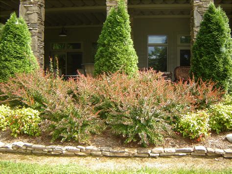 Boxwood Shrubs In Front House He Dug Up The Old Bushes In 2020