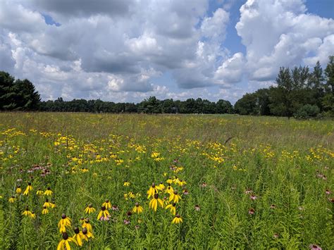 MSU scientists discover legacy of past weather inscribed in stories of prairie plant restoration ...
