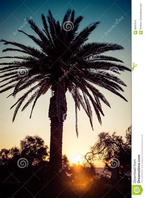 Vertical Landscape Of Palm Tree Silhouette At Sunset Stock Photo