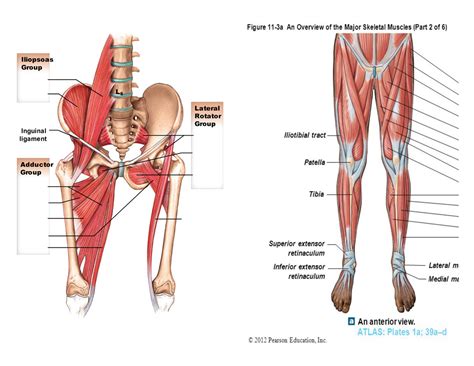 Chapter Anterior View Muscles Of The Hip Thigh And Leg Diagram