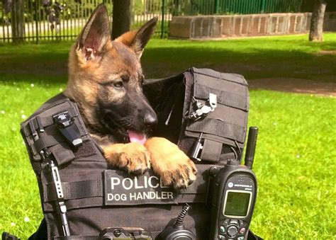 International Dog Day Kent Polices Top Dogs