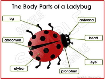 life cycles ladybug life cycle unit  craftivity