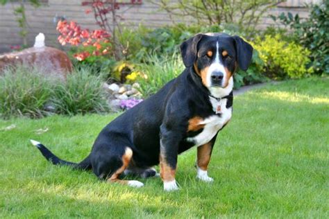 Entlebucher Mountain Dog Stock Photos Pictures And Royalty Free Images
