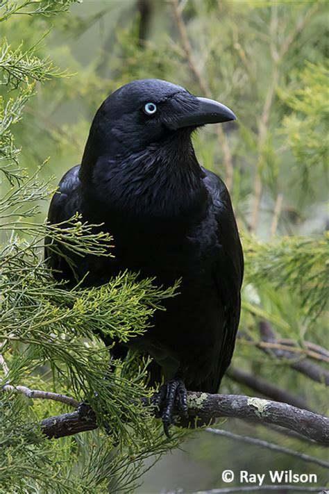 Forest Raven Corvus Tasmanicus