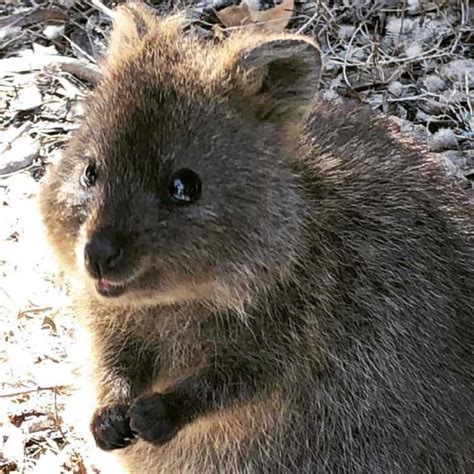 30 Funny Quokka Pictures That Will Make You Book A Flight To Australia