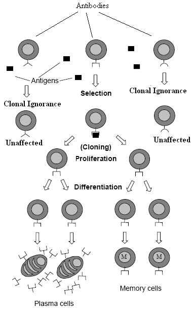 Clonal Selection Principle Download Scientific Diagram