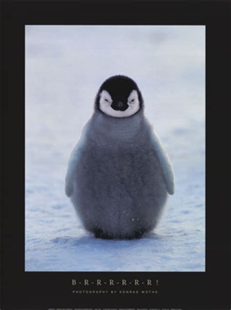 Retrouvez ce manchot de l'antarctique et plongez dans un mini monde à créer avec ces mini animaux. bébé pingouin