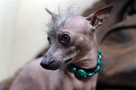 Mexican Hairless Dog The Xoloitzcuintle Better Known As The Mexican