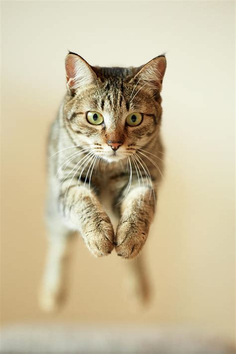 Jumping Cat Photograph By Akimasa Harada Fine Art America