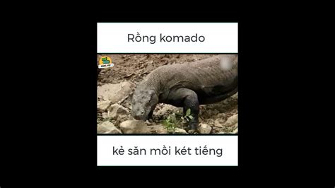 🌍 Cuộc Chiến Của Rồng Komado Với Trâu Rừng Thếgiớiđộngvật Youtube