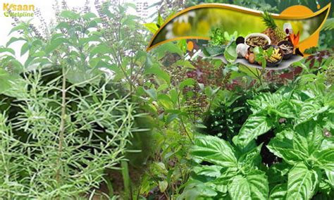 Herbal Medicinal Crops Herbal Medicinal Plants List In India