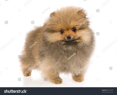 We did not find results for: Cute Pomeranian Puppy On White Background Stock Photo 35913079 : Shutterstock