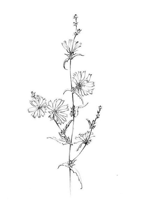Pin By Kelley Baker On Wildflower Tattoo Botanical Art Prints