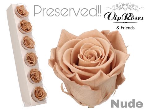 Tinted Flowers Vip Roses
