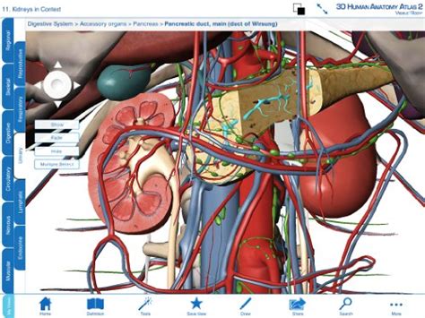Visible Body 3d Human Anatomy Atlas 2 Download Pricepulse