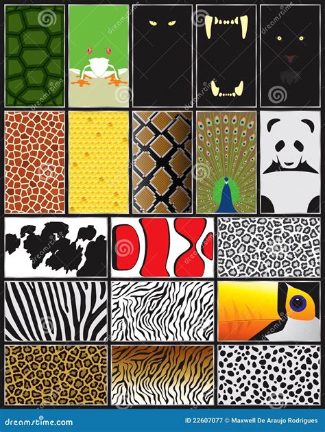 Animals With Unique Patterns